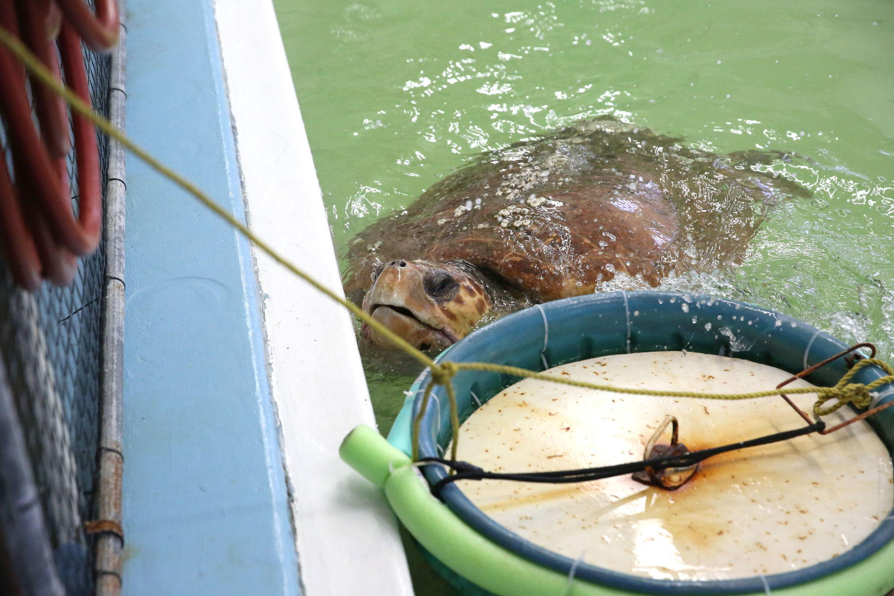 Loggerheads